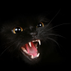Miaow