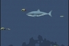 Flash Game: Mad Shark